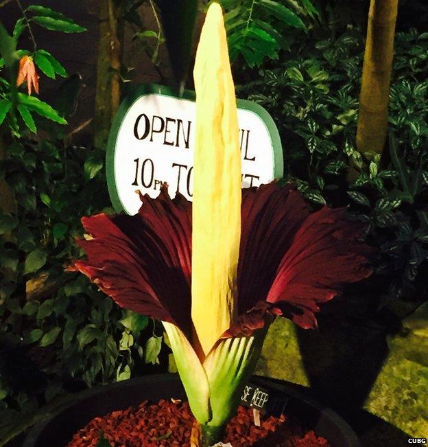 Titan arum