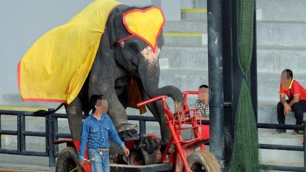 Elephant on a bike