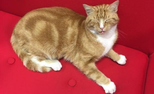 What Makes Ginger Tom Cats So Adventurous Bbc News