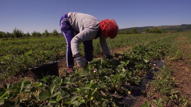 Romanian strawberry picker