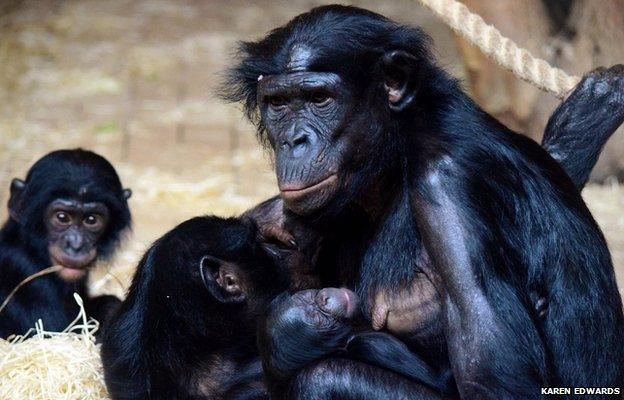 Cheka and baby bonobo