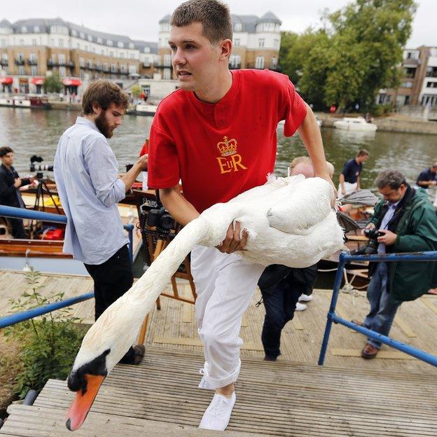 Swan Upping