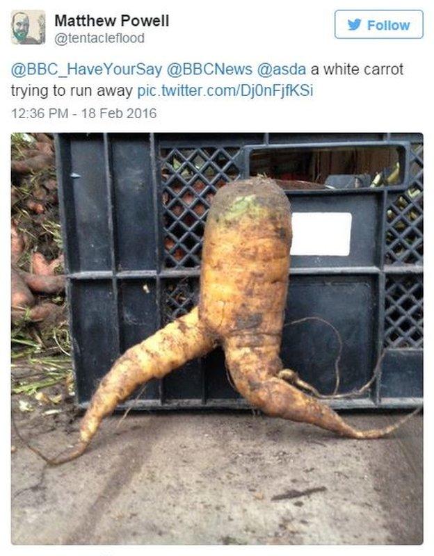 @tentacleflood: A white carrot trying to run away