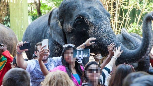 Elephants and selfies