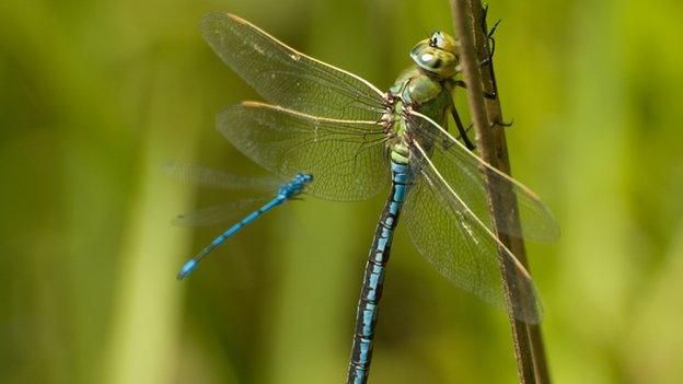 The Emperor Dragonfly