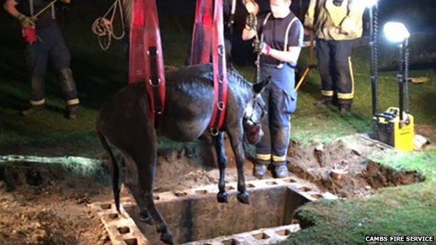 Donkey rescue in Cambridgeshire