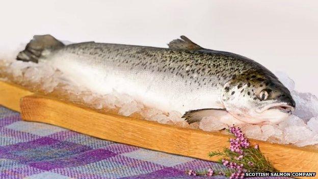 Scottish salmon