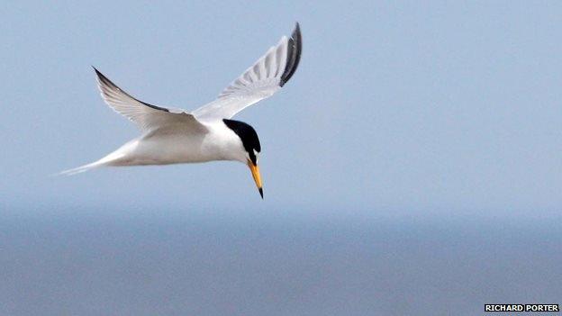 Little Tern at Blakeney Point