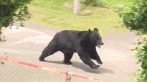 Grainy video capture of a black bear running inside an industrial compound in Japan after attacking four people