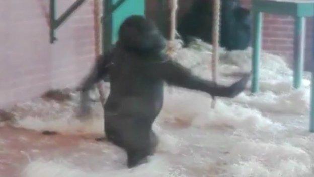 Lope the dancing gorilla