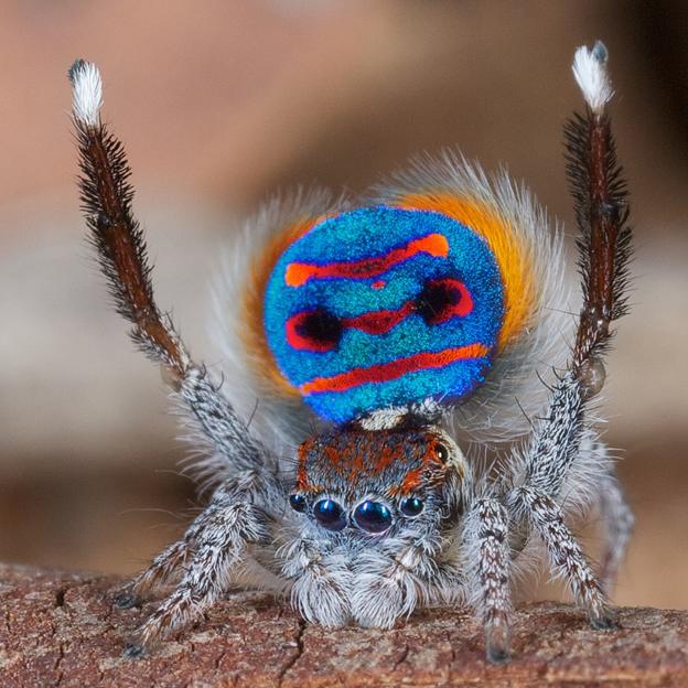 Peacock spider