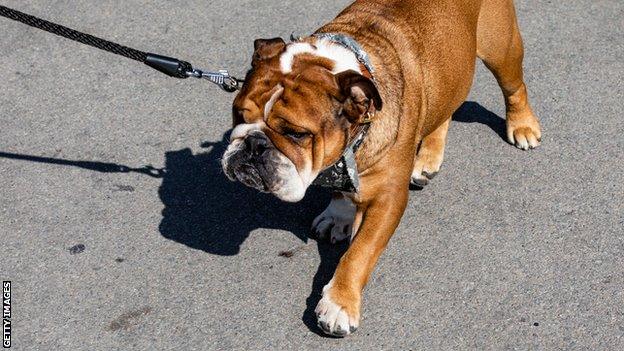 Roscoe the bulldog