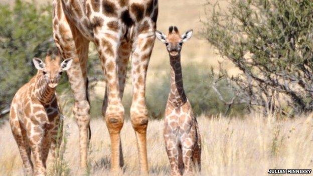 Juvenile Southern Giraffes (c) Julian Fennessy