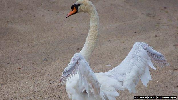 Nobby the swan