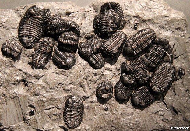 Trilobites