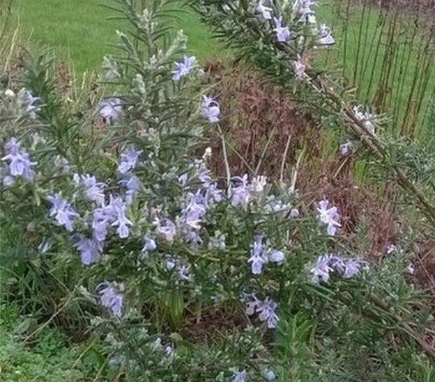 Purple flowers