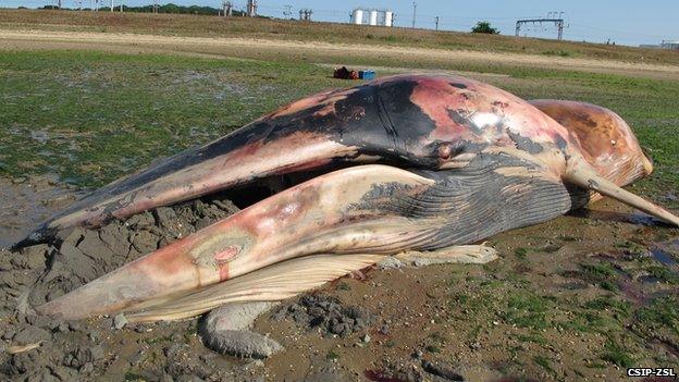 Fin whale body near Harwich