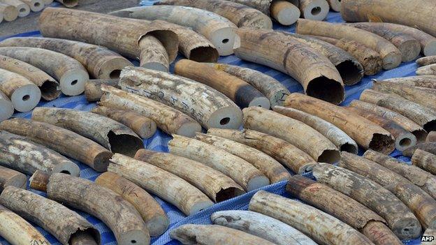 Ivory tusks lined up on a mat in Thailand