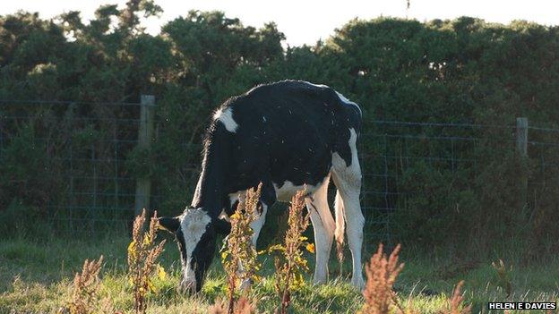 Cow rescue