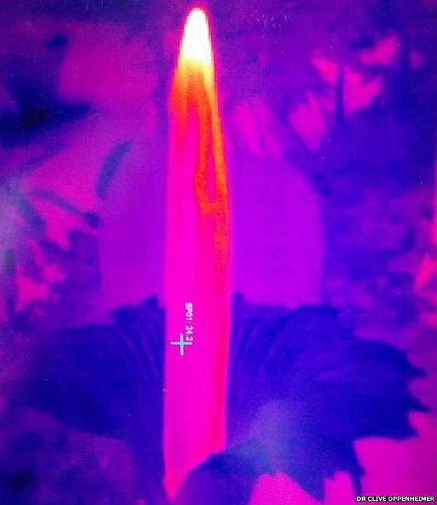 Thermal image of titan arum