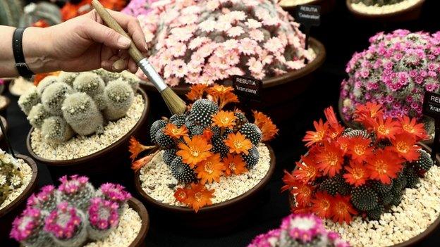 Worker dusting flower display