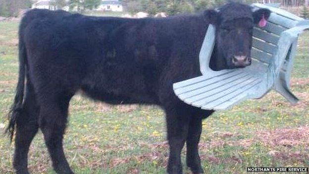 Cow with head stuck in garden chair