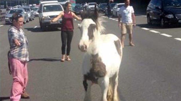 The horse on the M40