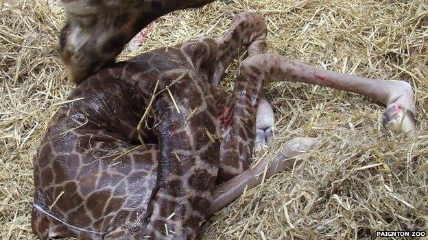 Rothschild's giraffe born at Paignton Zoo