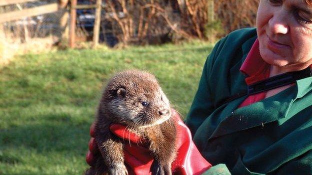 Otter cub