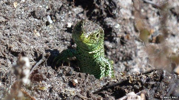 Sand lizard