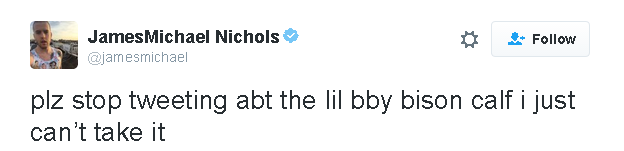 Tweet reads: plz stop tweeting abt the lil bby bison calf i just can't take it