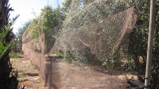 Mist nets