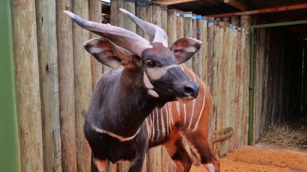 'Historic homecoming' as endangered antelopes flown to Kenya from Czech Republic zoo