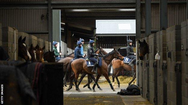 Tiger Roll among horses at Gordon Elliott's stables