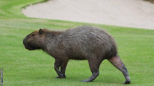 A capybara strolling across the fairway