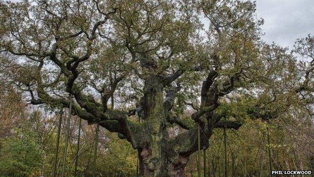 Major Oak