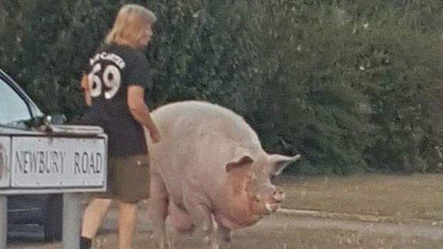 Pig in Ipswich