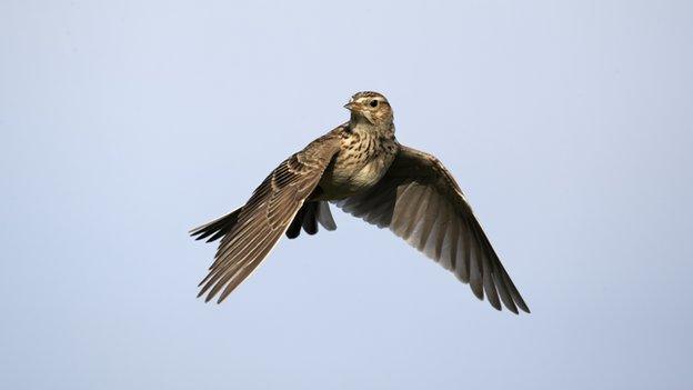 Skylark in flight