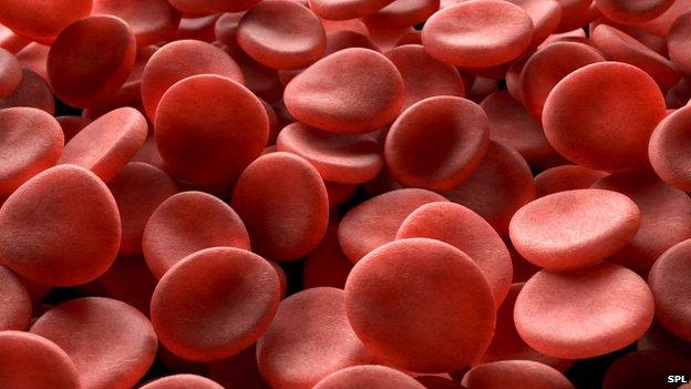 Red blood cells