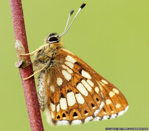 Duke of Burgundy butterfly (c) Butterfly Conservation