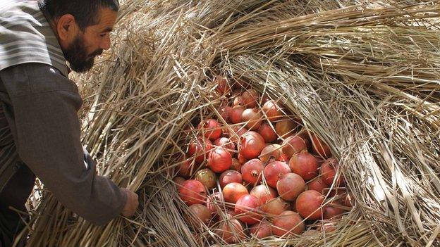 Afghan pomegranates are among the best in the world according to experts