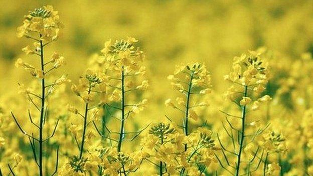 Canola - a variety of oilseed rape