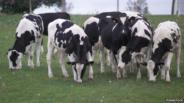 Friesian cows