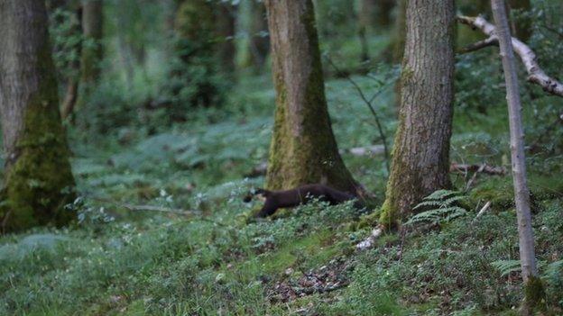 Pine marten