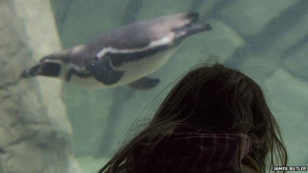 Penguin swimming