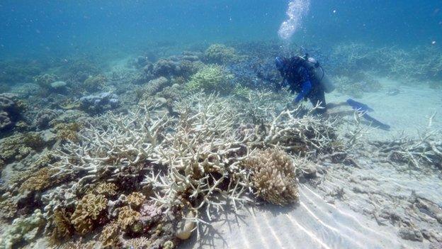 diver looking at coral bleaching