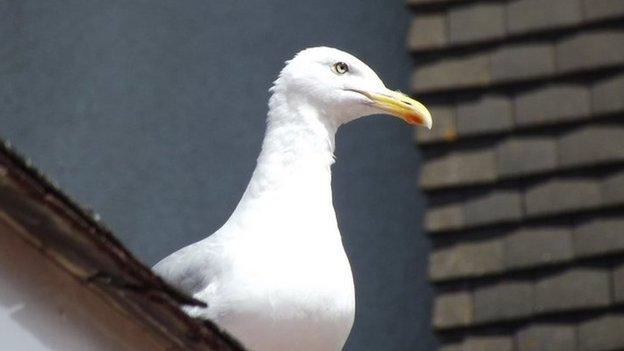 Gull. Pic: Andrew Segal