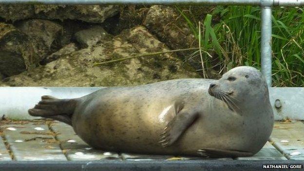 Seal at St Ives