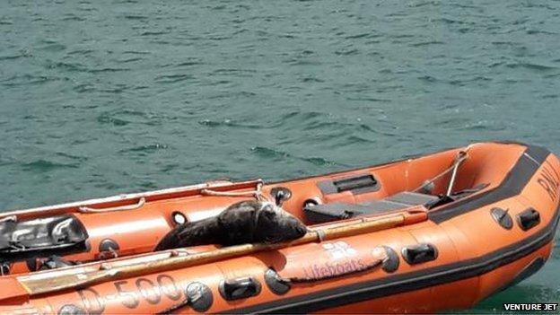 The seal on the St David's RNLI boarding boat