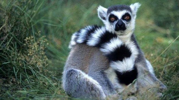 Ring-tailed lemurs